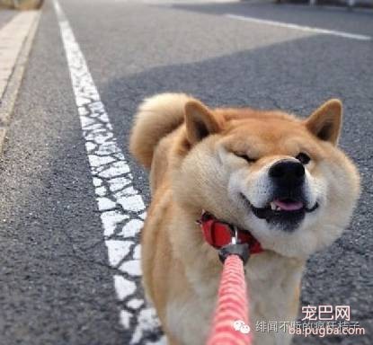 养狗须知 | 容易忽略却值得注意的十件事-6.jpeg
