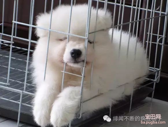 养狗须知 | 容易忽略却值得注意的十件事-10.jpeg