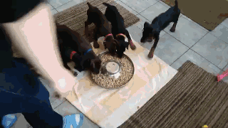 是真的！当狗狗共用一个食盆的时候，会变成风火轮。-1.gif