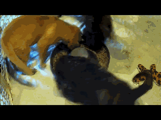 是真的！当狗狗共用一个食盆的时候，会变成风火轮。-4.gif