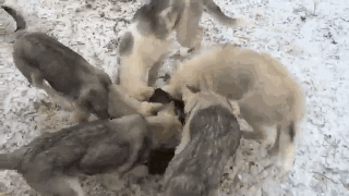 是真的！当狗狗共用一个食盆的时候，会变成风火轮。-5.gif