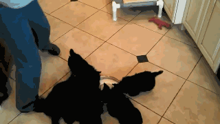 是真的！当狗狗共用一个食盆的时候，会变成风火轮。-3.gif
