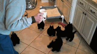 是真的！当狗狗共用一个食盆的时候，会变成风火轮。-2.gif