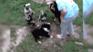 是真的！当狗狗共用一个食盆的时候，会变成风火轮。-6.gif