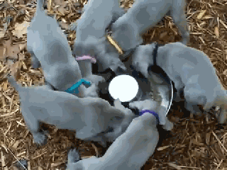 是真的！当狗狗共用一个食盆的时候，会变成风火轮。-7.gif