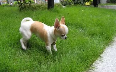 宠物图集：吉娃娃宠物美图-4.jpeg