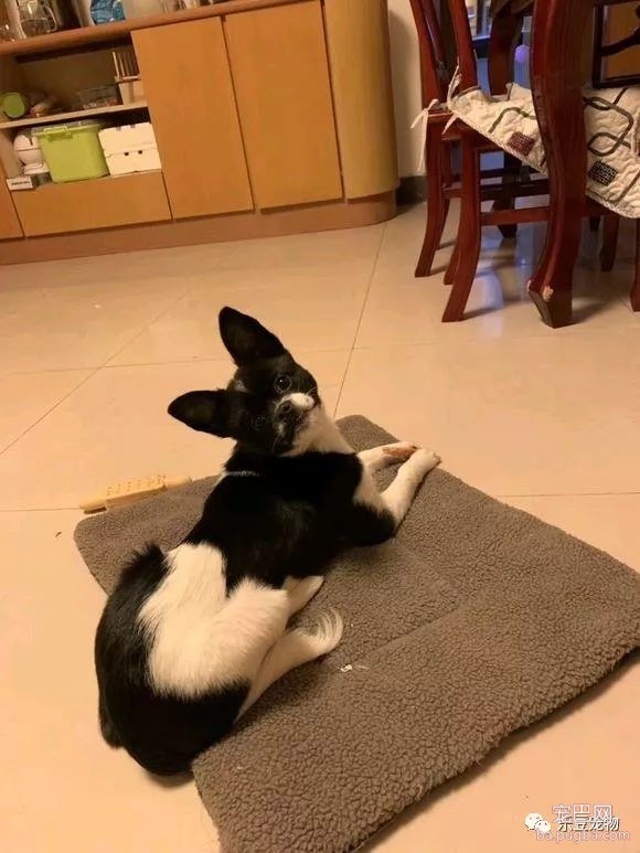 暴雨夜捡到了只流浪狗，两年后，主人：它还是那么谦让和懂事！-3.jpeg