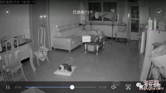 暴雨夜捡到了只流浪狗，两年后，主人：它还是那么谦让和懂事！-4.jpeg
