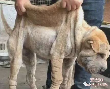 简单3招，判断狗狗能长多大体型！十有九准-4.jpeg