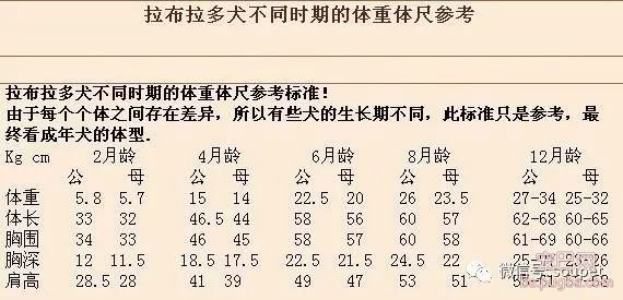 简单3招，判断狗狗能长多大体型！十有九准-2.jpeg
