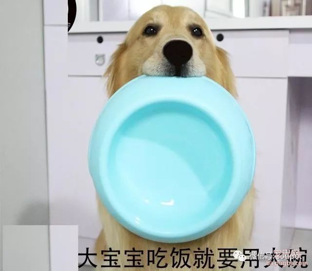简单3招，判断狗狗能长多大体型！十有九准-5.jpeg