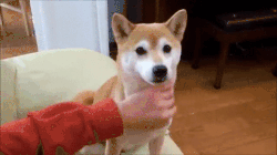 新吃法的宠物行业蛋糕，究竟有多大？-5.gif