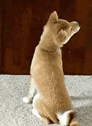 新吃法的宠物行业蛋糕，究竟有多大？-4.gif