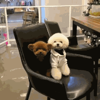 立耳小泰迪，喜欢吗？-7.gif