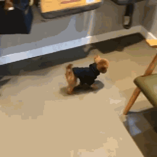 立耳小泰迪，喜欢吗？-8.gif