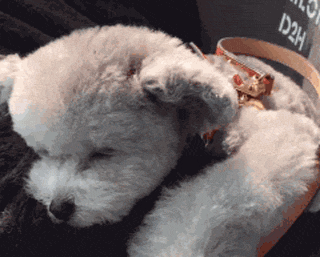 立耳小泰迪，喜欢吗？-13.gif