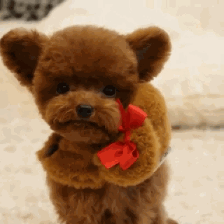 立耳小泰迪，喜欢吗？-10.gif