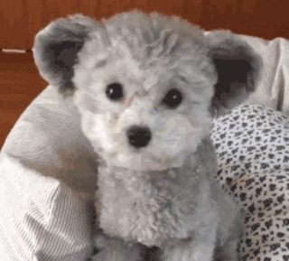 立耳小泰迪，喜欢吗？-14.gif