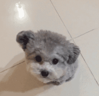 立耳小泰迪，喜欢吗？-12.gif