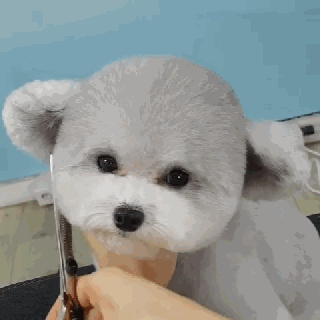 立耳小泰迪，喜欢吗？-15.gif