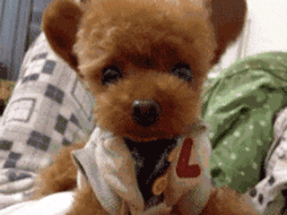立耳小泰迪，喜欢吗？-18.gif