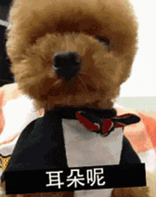 立耳小泰迪，喜欢吗？-17.gif