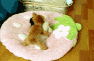 立耳小泰迪，喜欢吗？-19.gif