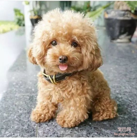 养大狗还是养小狗，这是一个问题......-7.jpeg