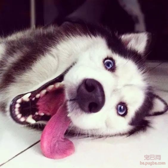 养大狗还是养小狗，这是一个问题......-12.jpeg