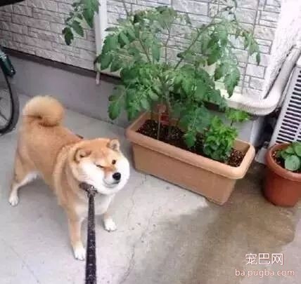 养大狗还是养小狗，这是一个问题......-19.jpeg