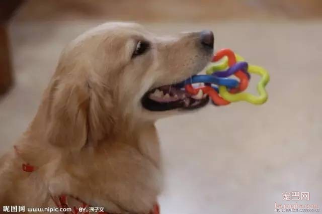 狗狗不能吃的食物排行榜-3.jpeg