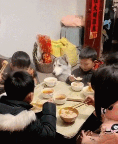 一家人正在吃饭，二哈馋的眼睛都直了，然后……-1.gif