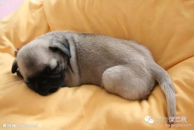 狗狗初到家应该怎么办呢，脑补篇-2.jpeg