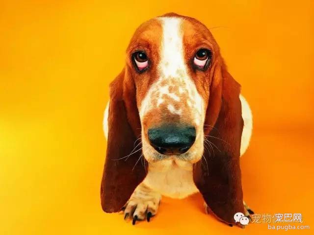 狗狗初到家应该怎么办呢，脑补篇-3.jpeg
