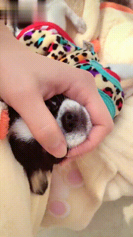 狗狗笑起来像小怪兽，仔细看才发现竟是长了两排牙齿！-1.gif