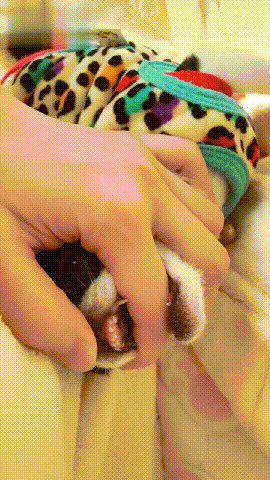 狗狗笑起来像小怪兽，仔细看才发现竟是长了两排牙齿！-2.gif