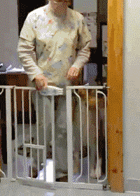 专（sha）业（diao）养狗小贴士，看得我差点就信了-2.gif