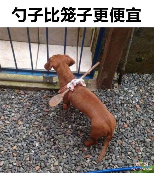 专（sha）业（diao）养狗小贴士，看得我差点就信了-5.jpeg