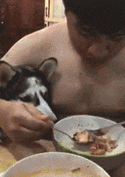专（sha）业（diao）养狗小贴士，看得我差点就信了-6.gif