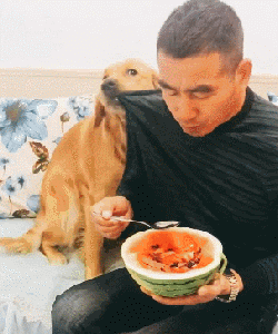 专（sha）业（diao）养狗小贴士，看得我差点就信了-7.gif