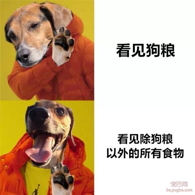 专（sha）业（diao）养狗小贴士，看得我差点就信了-10.jpeg