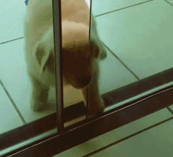 专（sha）业（diao）养狗小贴士，看得我差点就信了-11.gif