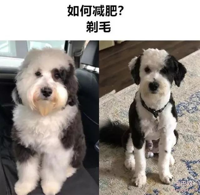 专（sha）业（diao）养狗小贴士，看得我差点就信了-14.jpeg