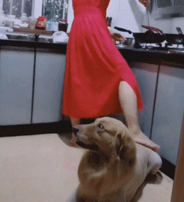 专（sha）业（diao）养狗小贴士，看得我差点就信了-18.gif
