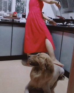 专（sha）业（diao）养狗小贴士，看得我差点就信了-19.gif