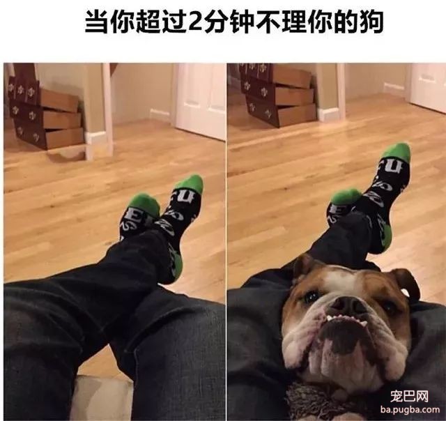 专（sha）业（diao）养狗小贴士，看得我差点就信了-20.jpeg