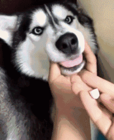 专（sha）业（diao）养狗小贴士，看得我差点就信了-26.gif