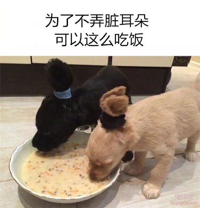 专（sha）业（diao）养狗小贴士，看得我差点就信了-28.jpeg