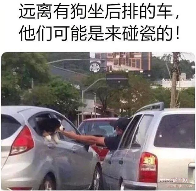 专（sha）业（diao）养狗小贴士，看得我差点就信了-34.jpeg