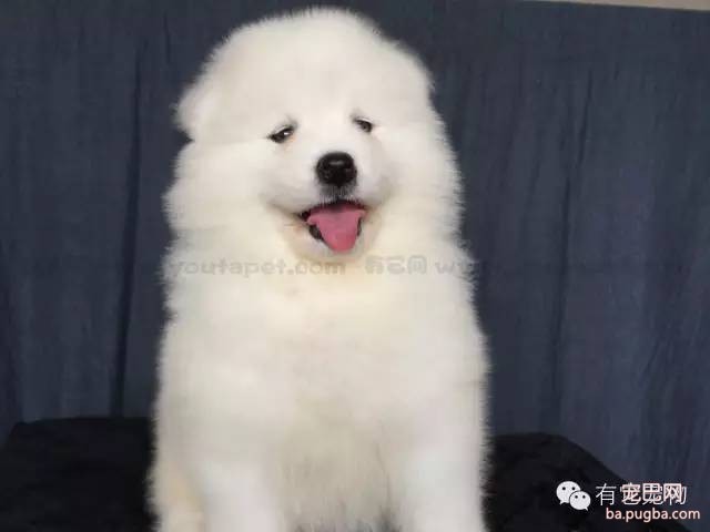 狗狗驱虫很重要，你了解多少？-1.jpeg